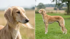 Liderzy prędkości: 7 najszybszych ras psów