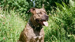 Zła reputacja: 5 ras psów, których niesłusznie się boimy