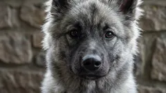 Obalamy mity: 9 mitów o psach, w które czas przestać wierzyć