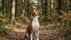 Ciche psy: 10 najcichszych ras psów, które nie doprowadzą Twoich sąsiadów do szału swoim szczekaniem