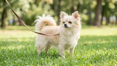 5 ras psów dla kobiet: charakter, pielęgnacja i życie w praktyce