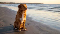 Duże psy do towarzystwa: ranking 5 najlepszych ras