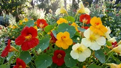 7 pomocnych wskazówek, jak zadbać o zdrowie roślin na balkonie i w ogrodzie