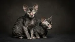 Rzadkie rasy kotów: 5 niesamowitych typów, o których prawdopodobnie nigdy nie słyszałeś