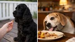 Twój pies nie „szanuje” cię — i to całkowicie normalne! Trenerzy psów wyjaśniają, dlaczego