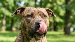 10 ras psów o złotym charakterze — które zdecydowanie warto mieć