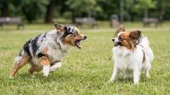 Nie gań go — on się boi! Dlaczego pies szczeka na inne psy i co robić krok po kroku