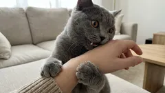 Dlaczego kot gryzie, gdy go głaszczesz – sygnały, których nie zauważasz