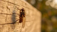 Jak pozbyć się much z kuchni: 5 metod bez użycia chemii