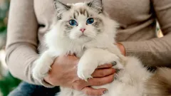 Koty potrafią być lojalne: 3 rasy, które najsilniej przywiązują się do opiekuna